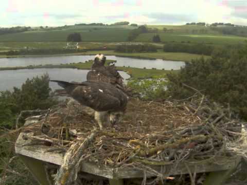Lochter Osprey Chicks Feeding Time
