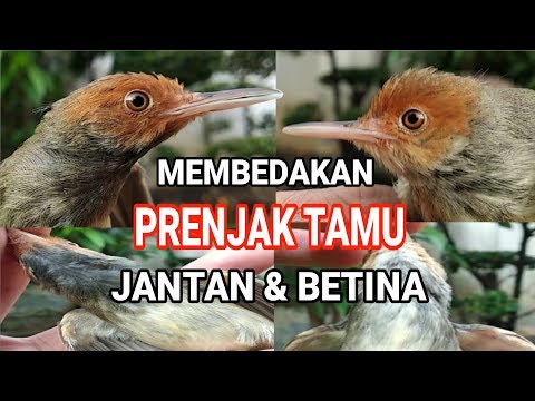 Prenjak Novyj Trend Smotret Onlajn Na Sajte Trendovi Ru