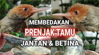 Download lagu CIRI CIRI PRENJAK TAMU / PRENJAK ATAS JANTAN DAN BETINA !! mp3 Download lagu CIRI CIRI PRENJAK TAMU / PRENJAK ATAS JANTAN DAN BETINA !! mp3