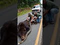 Two men catch a bear with a snake on a forest path #shortvideo #snak #bears #animalrescue