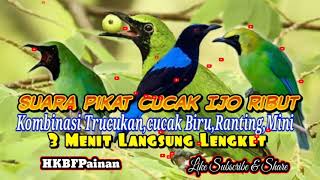 Download lagu Suara Pikat Cucak Ijo Ribut Ampuh Super Mp3 Jernih #HKBFPainan mp3 Download lagu Suara Pikat Cucak Ijo Ribut Ampuh Super Mp3 Jernih #HKBFPainan mp3