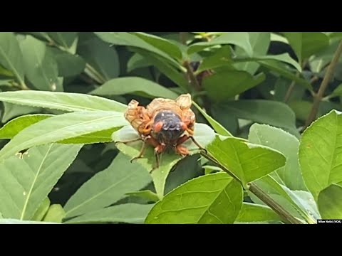 Šta su cikade i odakle dolaze?