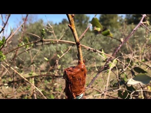 download lagu mp3 mp4 Calendrier De Greffage Des Arbres Fruitiers, download mp3 Calendrier De Greffage Des Arbres Fruitiers free download mp3, download mp3 Calendrier De Greffage Des Arbres Fruitiers