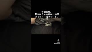 起きるのを邪魔する竹。미어캣(meerkat)#shorts