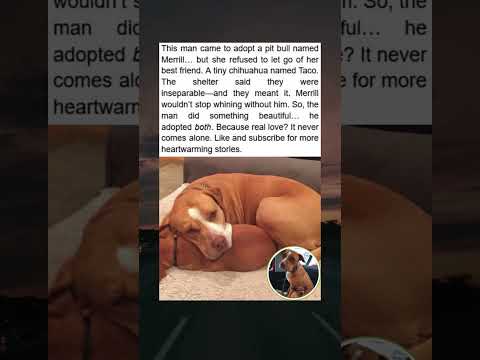 Merril and Taco: A friendship too Strong to Break