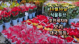 양재꽃시장 식물튜브 피나타라벤다, 포인세치아, 보리, 장미베고니아 등등 #양재꽃시장 #식물튜브 #plant …