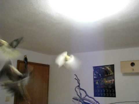 parrots at home 6 papugi w domu 6