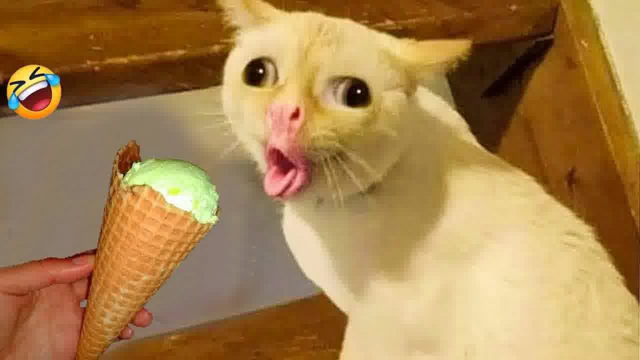 Funny Cat Video Compilation😹World's Funniest Cat Videos😺Funny Cat Videos Try Not To Laugh😺