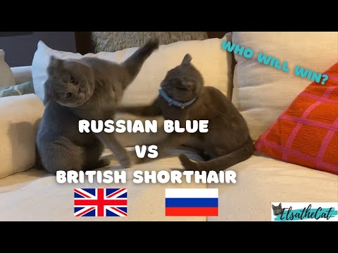 Russian Blue vs British Shorthair! | Who Will Win?