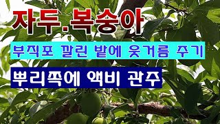 [텃밭농부 1,512]  자두. 복숭아밭에 부직포 위로 웃거름 주는 방법. #자두재배 #복숭아재배