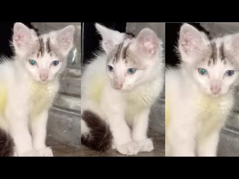 Baby cat || Cute & Funny Cat Video || Cute Cat || Funny Video #catlover #cat