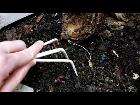 Checking up on the easy worm bin - 3 weeks later