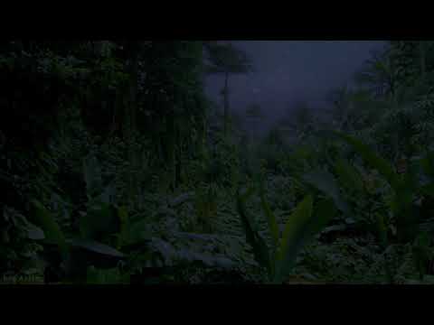Jungle-Nightlife-Sounds