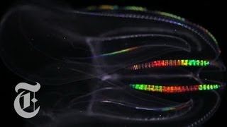 The Beauty of Cilia: How Jellyfish and Cells Move | Creature Cast | The New York Times
