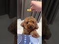 AKU TAKUT DOGGY TAPI LUCU GIMANA YAH WKWKWK Shorts Itsmeissie