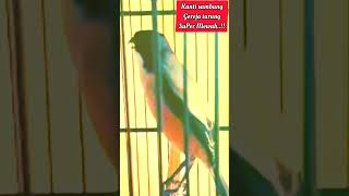 Download lagu Cendet Gacor full isian kuntilanak sambung gereja tarung #shorts mp3 Download lagu Cendet Gacor full isian kuntilanak sambung gereja tarung #shorts mp3