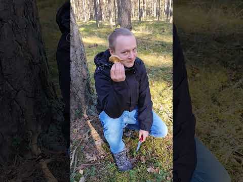 Olszówka, Paxillus involutus - a "poisonous" mushroom #mushrooms #nature