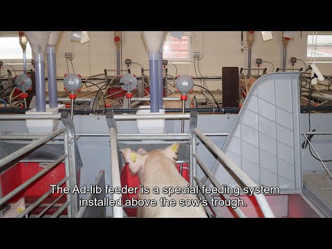 PIG FACTS: Ad-lib feeder for sows