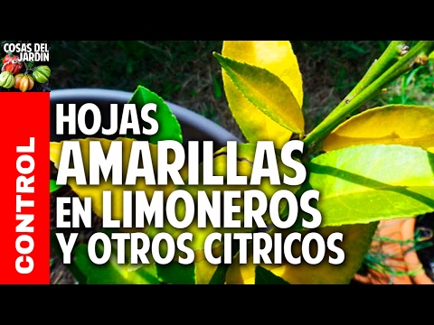 , title : 'Hojas amarillas en las plantas Limoneros y Naranjos - Fertilización y Hongos @cosasdeljardin'