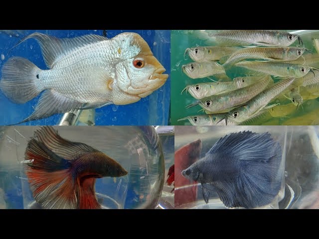 Fighter Fish, Arowana Fish, Flowerhorn & Discus Fish at Naaz Aquarium Fish Store