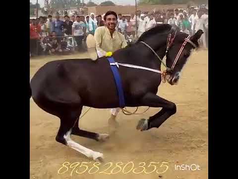 Horse Dan's phani video