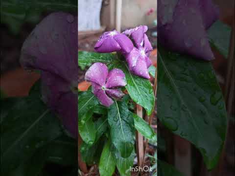 Primavera nas missões/ santo Antônio das Missões 