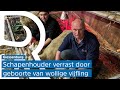 Bijzondere geboorte: wollige vijfling op schapenhouderij in Giessenburg