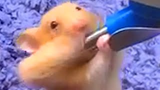 Hamster Hilariously Attempts To Drink Water | Funny Pet Videos