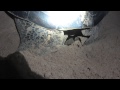 Turtle Looking For The Right Place To Nest Part Five