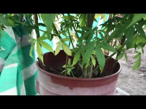 Semana 12/ Sativa kush/ 2 semana floración/