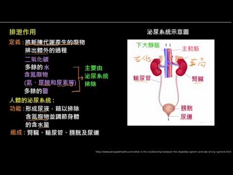排泄系統