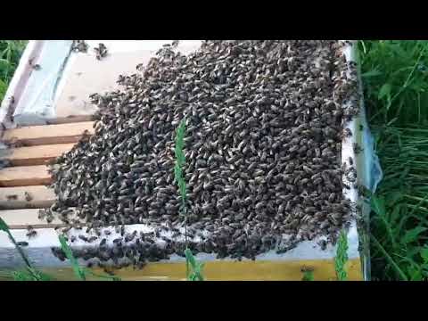 Pčelarstvo 16 .05.2022.Rojenje Pčela dva roja za petnaest minuta