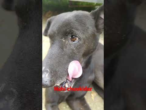 too chuokidar he dog vlogs 😘😘😘👌👌👌😁😁😁😁😍😍😍😍#vidio #indian #comedy #funni#sort