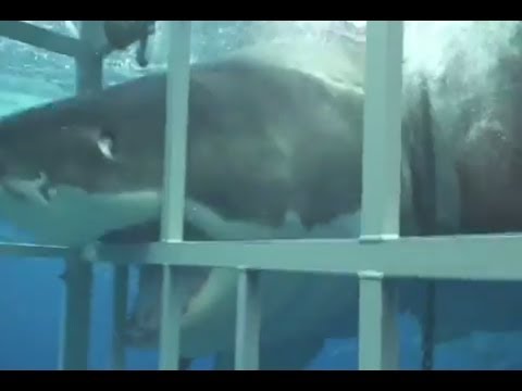 Grande Squalo Bianco contro la gabbia   requin blanc sur cage  Full HD