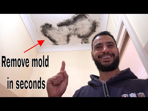 How to remove and kill mold / mould