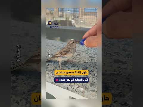 حاول إنقاذ العصفور من العطش.. لكن النهاية لم تكن جيدة لماذا حدث ذلك؟ 💔📷  #هناتريند