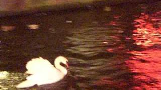Swans vs. Ducks Part 3