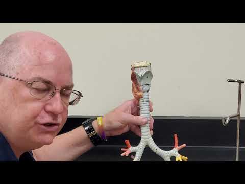 Professor Long 2402 Lab Bronchial Tree and Lungs