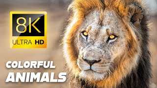 8K: THE MOST STUNNING COLORS of ANIMALS in ULTRA HD HDR