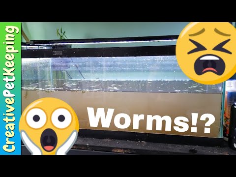 WORMS IN MY GRAVEL!! | Baby Betta Fry