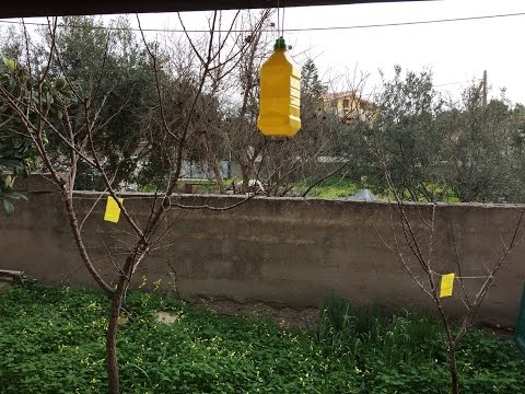 Bambini di vermi nsp Helminths di polmoni della persona