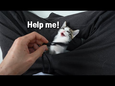 My Baby Kitten Hid in Me After being Hit by a Big Cat!