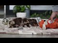 Miniature Dachshund dogs for sale: Rudolph - Video 1