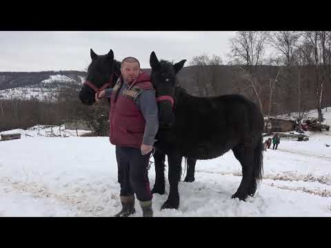 In vizita la ferma lui Danciu de la Tauti, Cluj - 2018