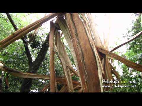 Strela razklala hrast