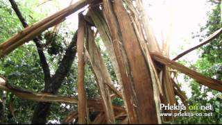 Strela razklala hrast