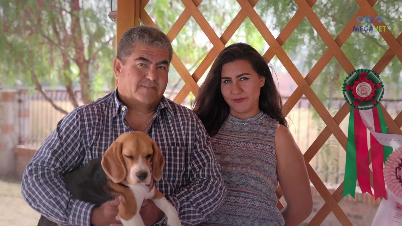 MIRA - Alimento de Bayer Para Perro