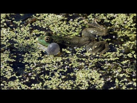 Skokan rapotavy - identifikacne znaky