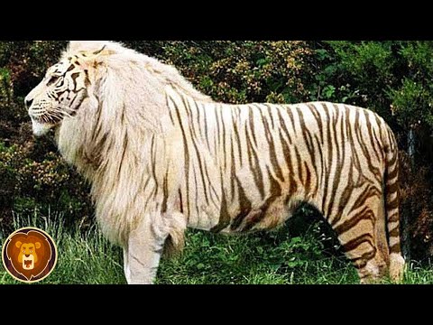 The 15 rarest and most incredible animals in the world
