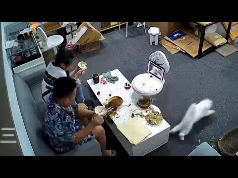 A dinner ruined by a naughty cat - Funny Moments